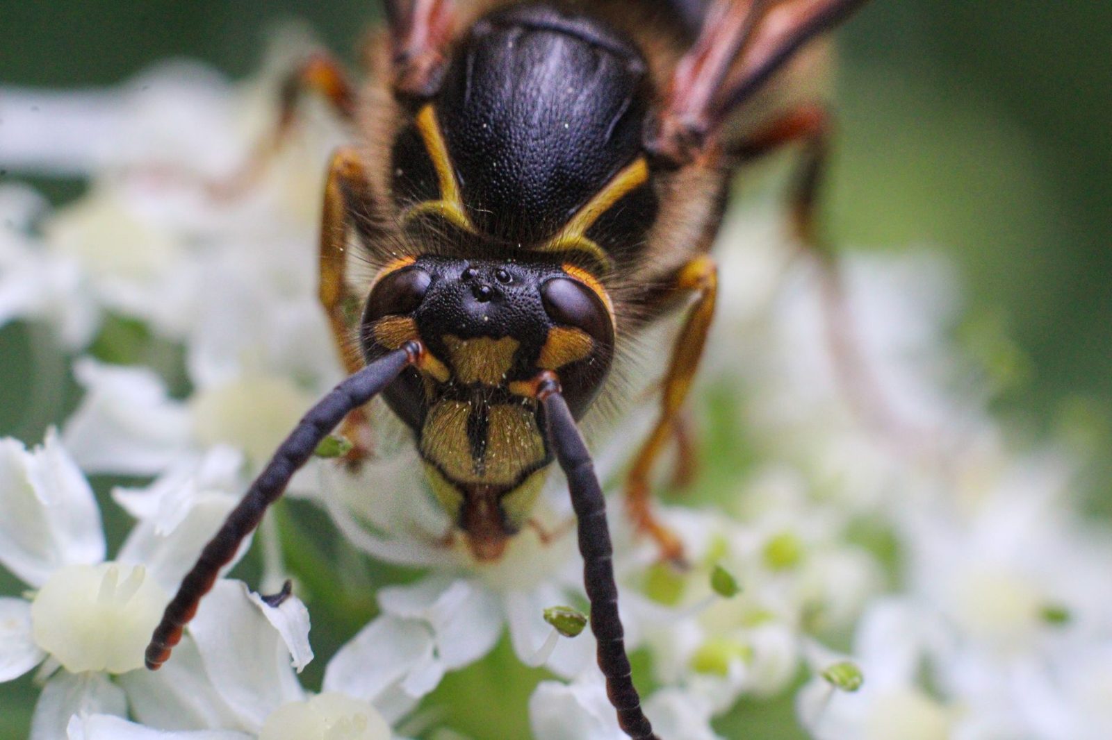 Close-up of a wasp