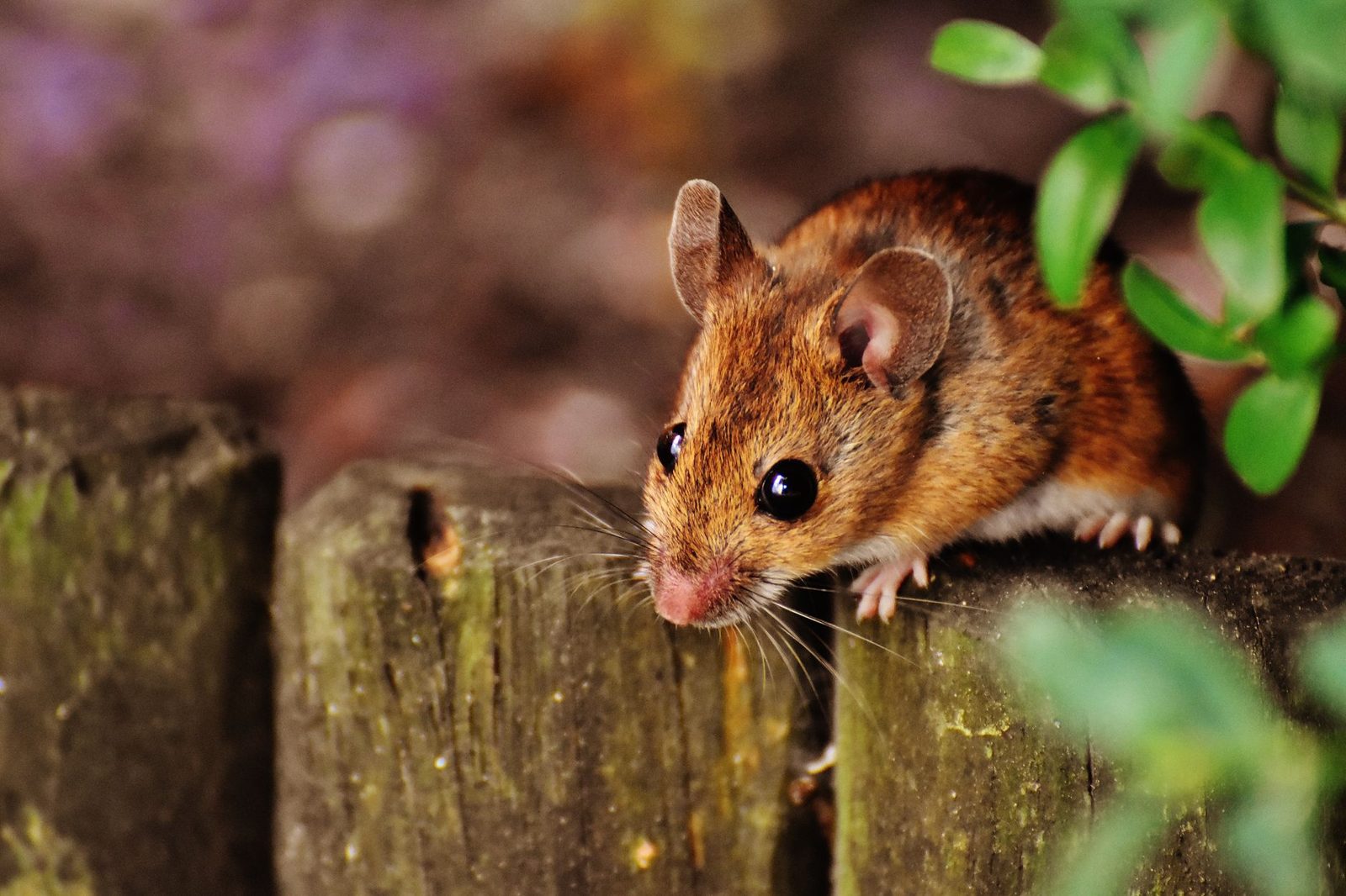 House mouse on a wooden post